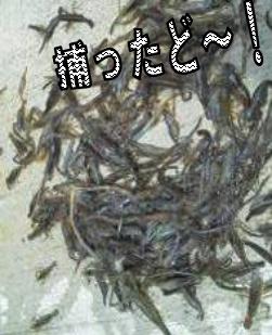 ӡʥƥʥӡ